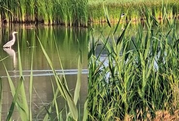 Мчав поверхнею ставка: на Одещині побачили рідкісного птаха