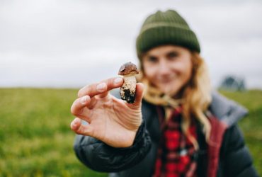 Які гриби можна збирати та їсти в жовтні: 7 смачних видів