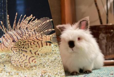 Кролики, комахи і навіть риби: біолог назвав чотири види левів, про які мало хто знає