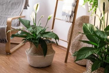 Як доглядати за спатифілумом восени, щоб листя не жовтіло і не в'януло