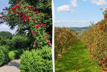 Що потрібно обов'язково обрізати в жовтні: повний список