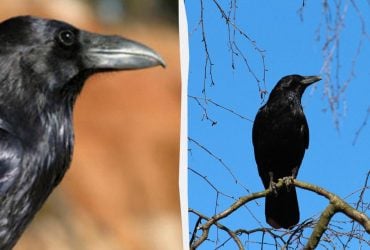 В Україні є птах-довгожитель: орнітолог розповіла, де він живе і чим ще особливий