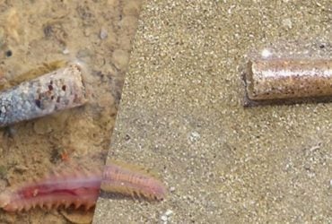 Створює будинок з піщинок: біолог розповів, про дивного мешканця заповідника на Одещині (відео)