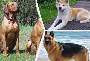 Які собаки є найагресивнішими: експерти назвали 15 порід, з якими варто бути обережними