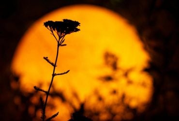 Суперлуние 7 октября 2025: когда наблюдать и астрологический прогноз для знаков Зодиака