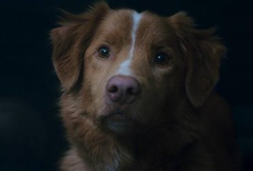 Хороший хлопчик: цікаві факти про рейтинговий моторошний горор, показаний очима собаки