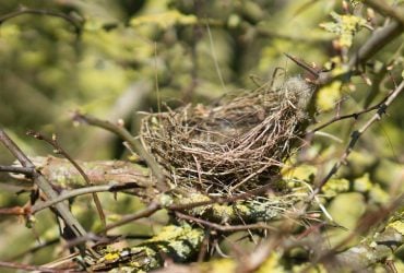 Весят более 2 тонн и поражают формой: эти хищные птицы строят самые большие в мире гнезда