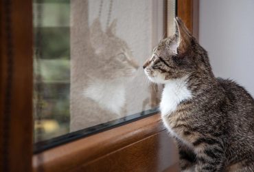Почему кот целый день смотрит в окно: эксперты назвали 5 основных причин