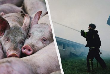 Россияне ударили по ферме в Харьковской области: погибли 13 тысяч свиней
