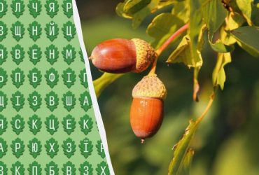 Тільки 1% людей можуть знайти слово дуб за 11 секунд: напрочуд складна головоломка