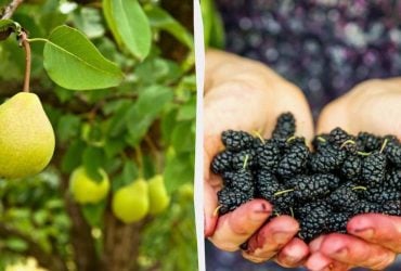 Експерти назвали фруктові дерева, які ніколи не слід садити біля будинку