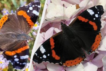 Має адміральську перев'язь: на Одещині зафіксовано неймовірно красивого метелика (відео)