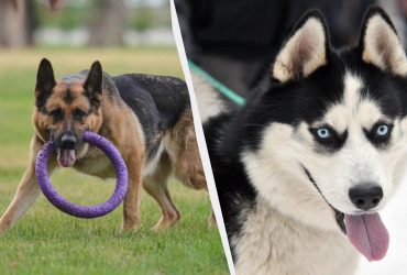 Кінолог назвав 6 найгірших порід собак для новачків: перетворять ваше життя на пекло