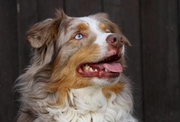 Це вміють лише одиниці: вчені виявили у деяких собак унікальну здатність