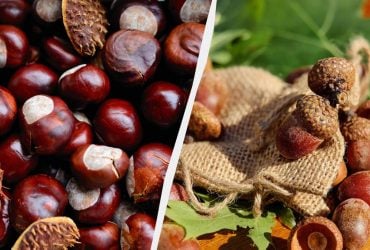 Лікарям не вигідно розповідати про це: чи можна їсти жолуді та каштани насправді