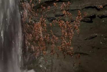 Учені зняли унікальні кадри, як рідкісні соми лазять скелями проти течії (відео)