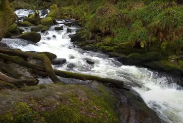 Казковий стародавній ліс у Великій Британії можна відвідати безкоштовно: в чому його родзинка