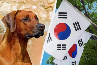 В шести странах мира до сих пор едят собак: это не только Корея