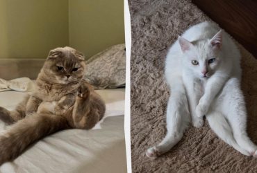 Чому коти можуть сидіти як люди: є кілька ознак і деякі з них дивні