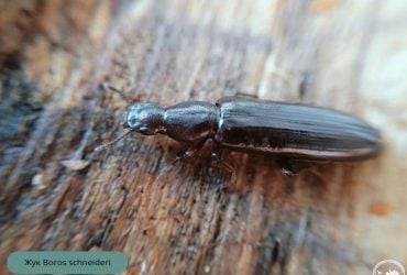 Біля Чорнобилю зафіксували новий вид комах: екологи показали фото