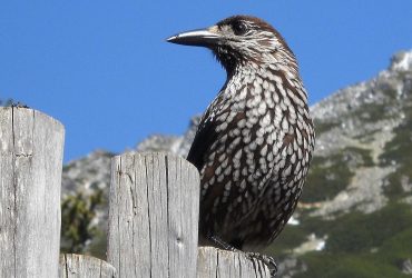 В Україну з російської тайги прилетіли кедрівки: орнітолог пояснив причину