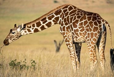 Спить по 30 хвилин і має величезне серце: експерти розкрили цікаві факти про жирафа