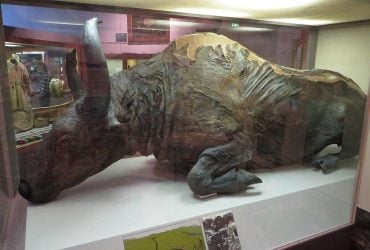 Ученые приготовили рагу из бизона, жившего 50 тысяч лет назад: каким оно было на вкус