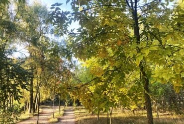 Эксперты назвали 9 вечнозеленых деревьев, которые никогда не следует сажать в своем саду