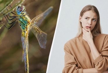 Красиве слово, про яке забули: як насправді буде стрекоза українською