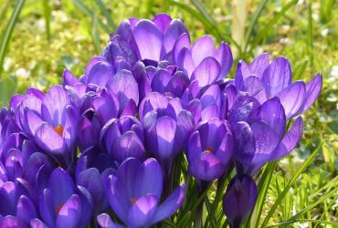 Не тільки тюльпани: ці сім цибулевих квітів варто встигнути посадити у жовтні