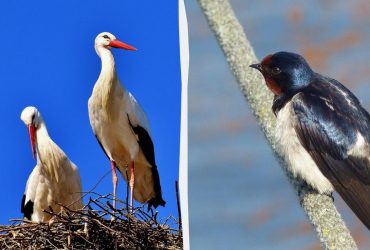 Долетели ли уже украинские птицы до теплых краев и где они осели на зиму: объяснение орнитолога