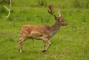 Тарутинскую степь под Одессой защитят от пожаров дикие лани: экологи раскрыли план