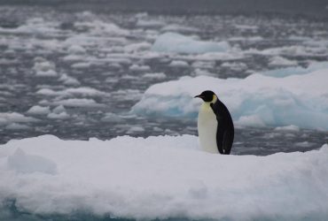Сидів на крижині та чистив пір'я: українські полярники зустріли рідкісного птаха (фото)