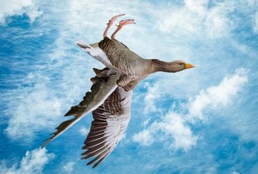 Дикие гуси переворачиваются и летают вверх ногами: зачем они это делают