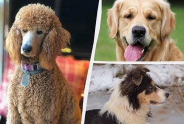 Які собаки є надійними та відданими: ветеринари назвали 5 порід, які будуть завжди з вами