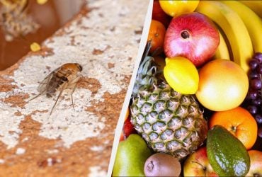 В Україні зустріли небезпечну муху: переносить важкі хвороби та живе у фруктах