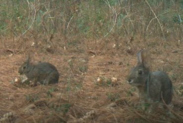 Кролик, який зник для науки на 120 років, повернувся: біологи приголомшені