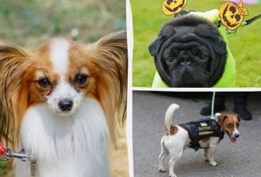 Які собаки люблять робити шкоду у будинку: ветеринари назвали 7 грайливих порід