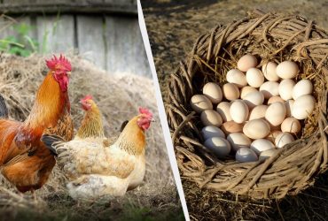 Восени курям додаю два продукти в корм: несуть по десять яєць щодня