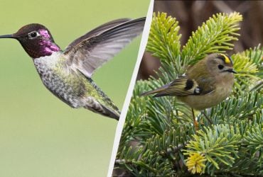 Майже колібрі: найменший птах в Україні важить як монета і їсть кожні 10 хвилин