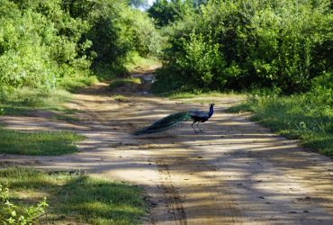 Від Уельсу до Шрі-Ланки: названо найкращі місця для спостереження за дикою природою
