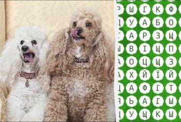 Треба мати очі орла, щоб знайти слово пудель за 10 секунд: непроста головоломка