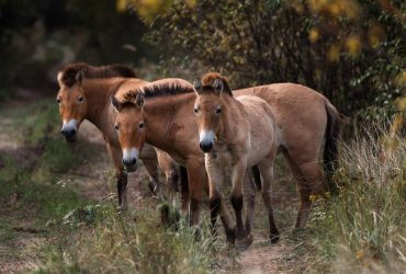 Чудо Чернобыльской зоны: в районе АЭС зафиксировали более 100 лошадей Пржевальского (фото)
