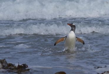 Украинские полярники показали стаю самых быстрых в мире пингвинов (видео)