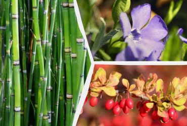 Які декоративні рослини краще не садити біля дому: експерти назвали 10 небажаних видів