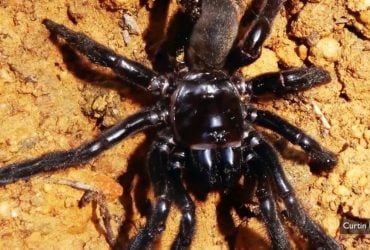 Найстаріший у світі павук прожив 43 роки і загинув не від віку: що про нього відомо