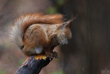 13 жовтня в Києві буде холодно, а з вівторка стане ще холодніше