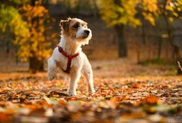 Синоптик сообщил, станет ли холодно в Украине с началом ноября
