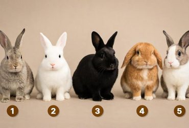 Вы ранимый или стойкий: выбор кролика раскроет вашу реакцию на стресс