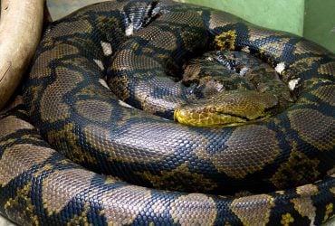 Монстр длиной с автобус: какая змея является самой большой в мире